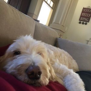 Meet your Posher, Riley